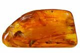 Detailed Fossil Winged Termite (Isoptera) In Baltic Amber #170080-1